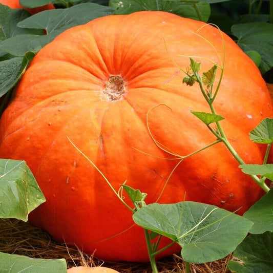 L’Huile de Graines de Courge ( Hydratation profonde, Cheveux brillants )