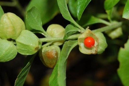 Ashwagandha Bio – Un Trésor de la Médecine Ayurvédique